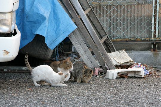 街のねこたち