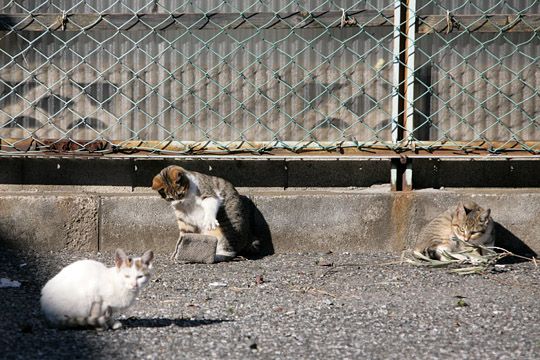 街のねこたち