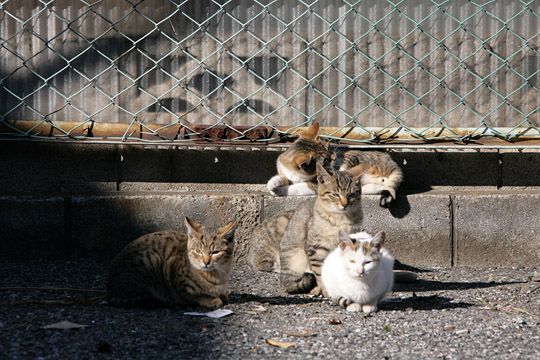街のねこたち