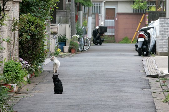 街のねこたち