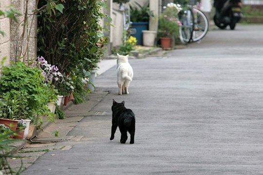 街のねこたち