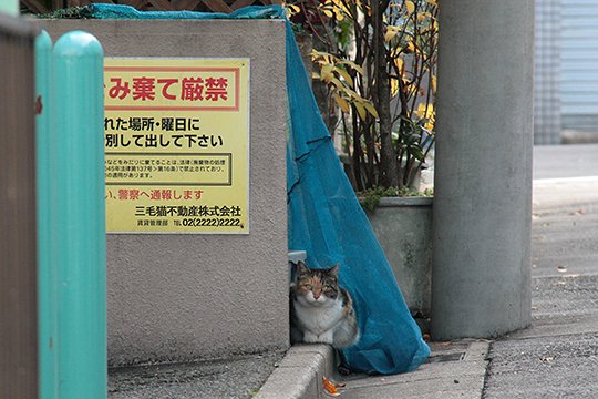 街のねこたち
