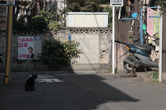 街のねこたち