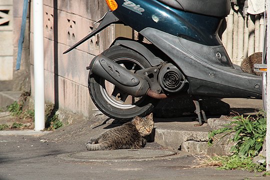 街のねこたち