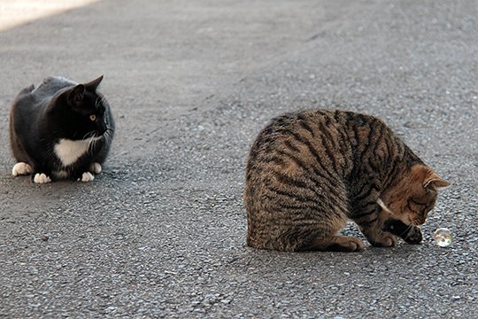 街のねこたち
