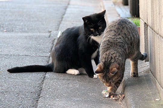 街のねこたち