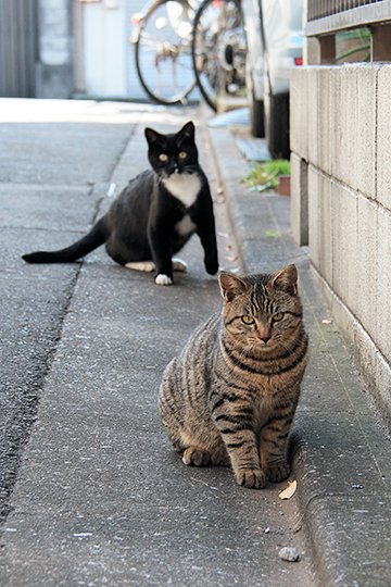 街のねこたち