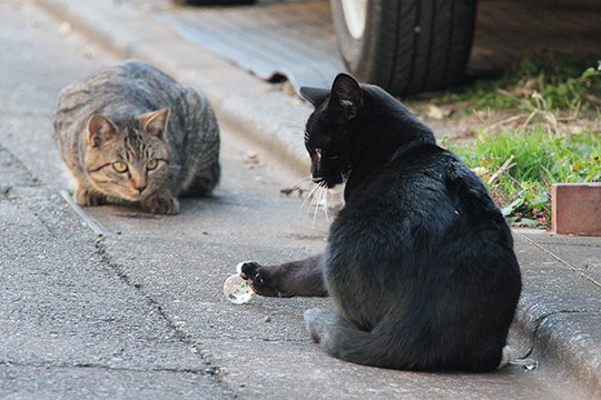 街のねこたち