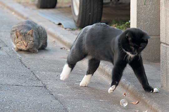 街のねこたち