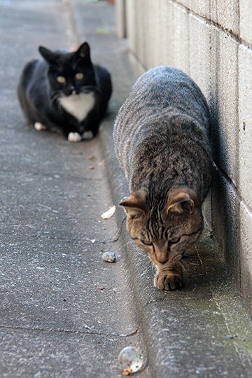 街のねこたち