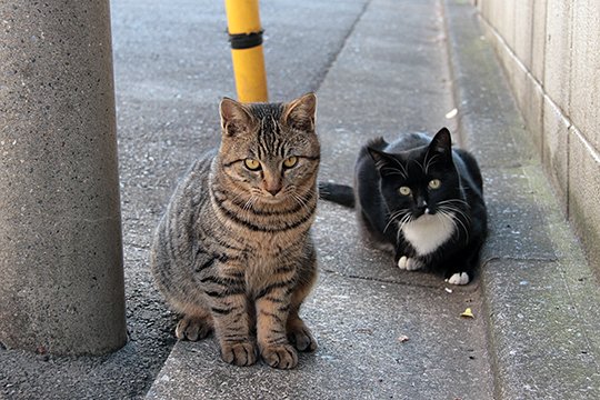 街のねこたち