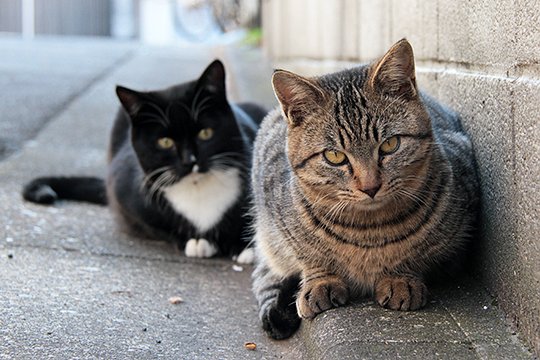 街のねこたち