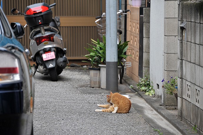 街のねこたち