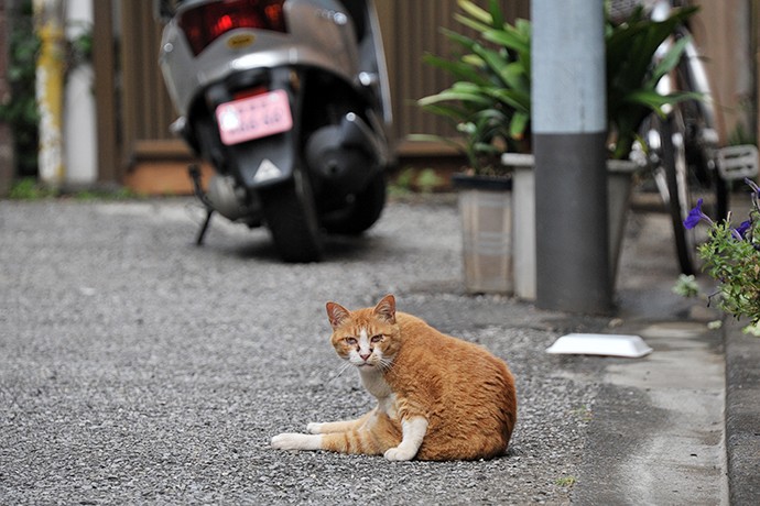 街のねこたち