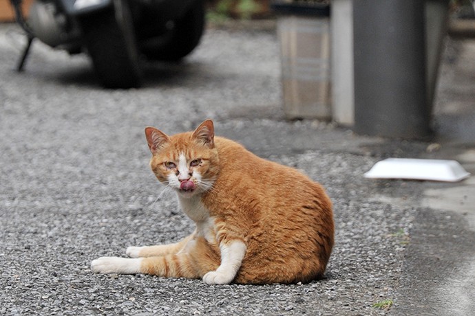 街のねこたち