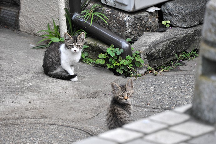 街のねこたち