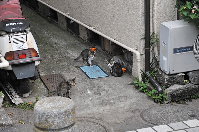 街のねこたち