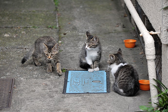 街のねこたち