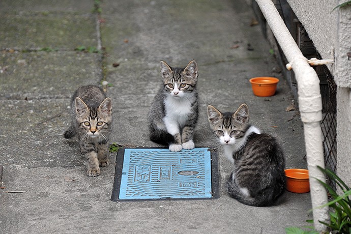 街のねこたち