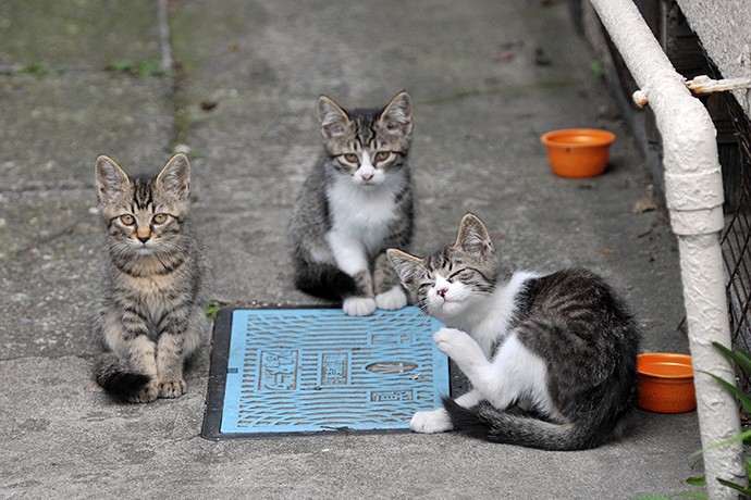 街のねこたち