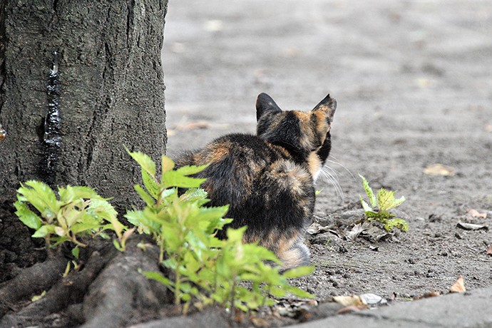 街のねこたち