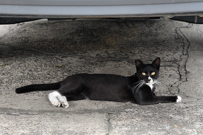街のねこたち