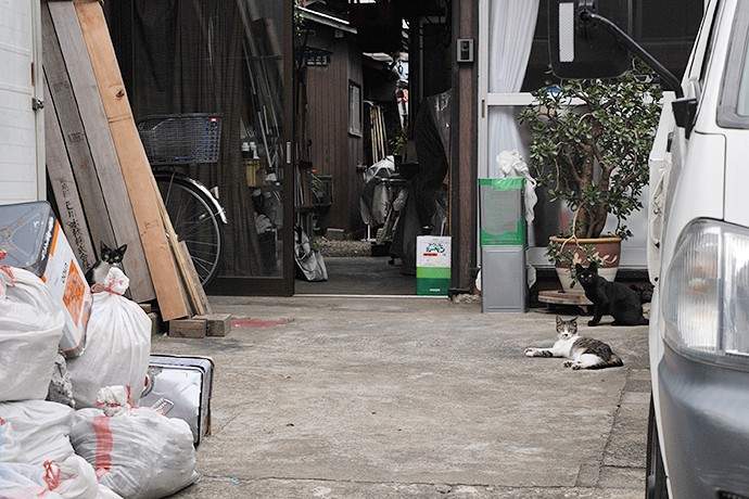 街のねこたち