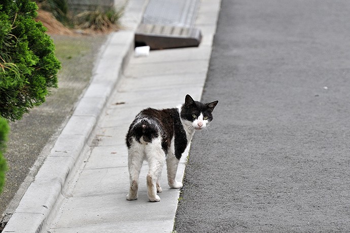街のねこたち