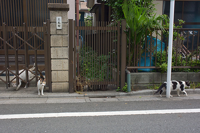 街のねこたち
