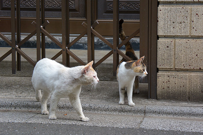 街のねこたち