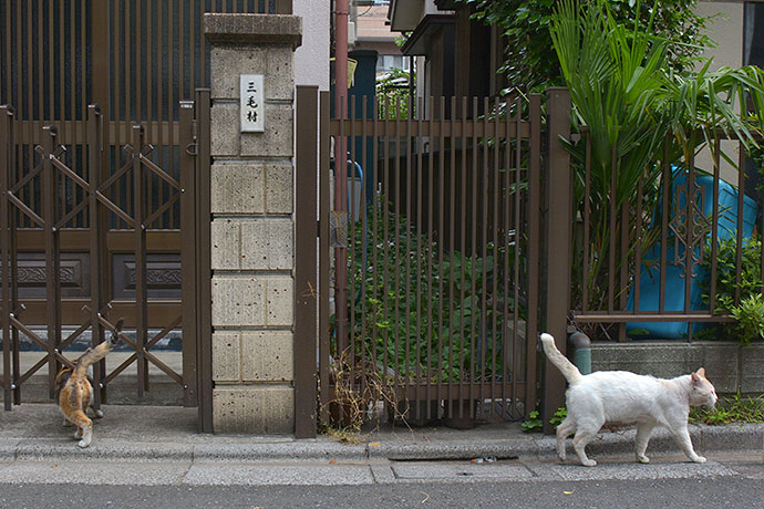 街のねこたち