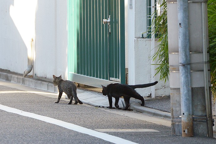 街のねこたち