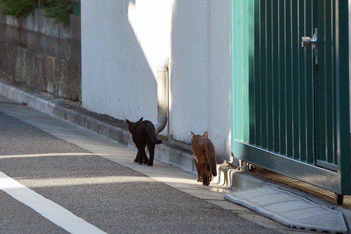 街のねこたち