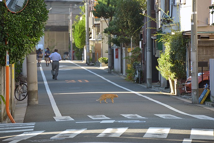 街のねこたち
