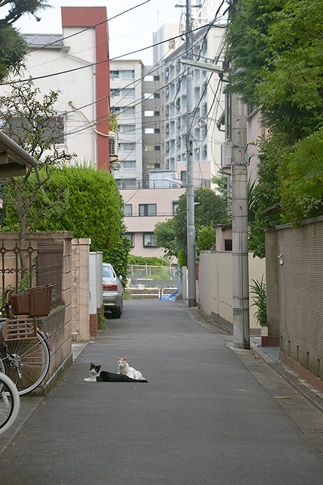 街のねこたち