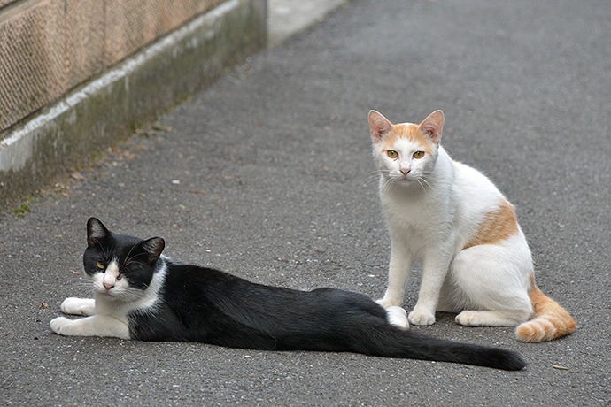 街のねこたち