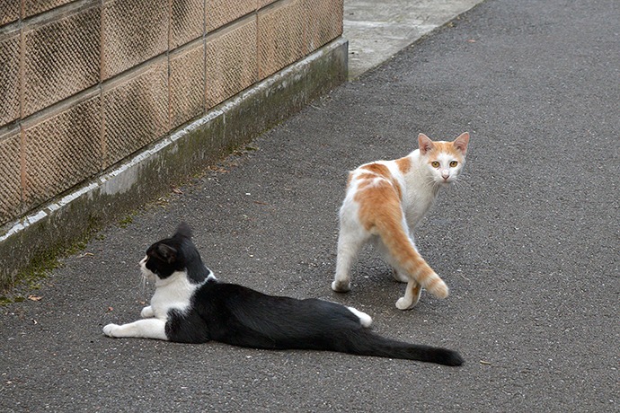 街のねこたち
