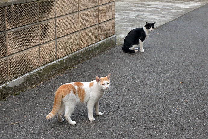 街のねこたち