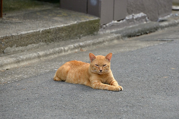 街のねこたち