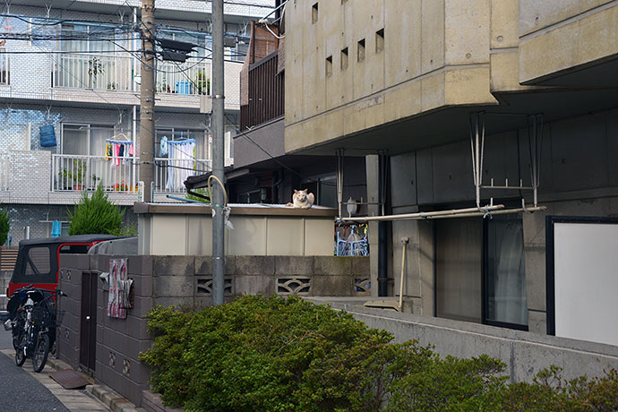 街のねこたち