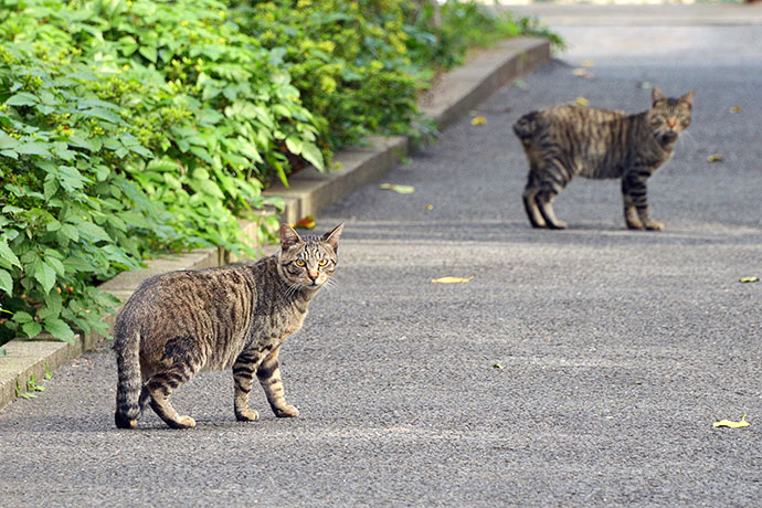 街のねこたち