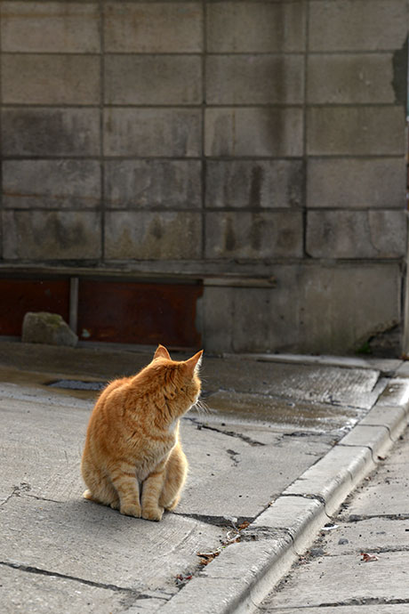 街のねこたち