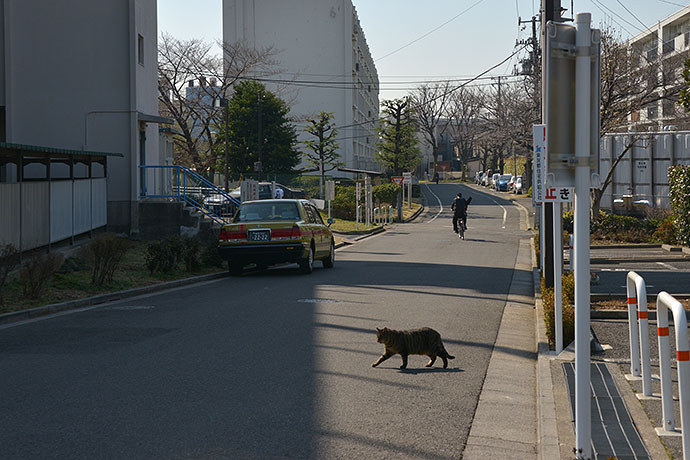 街のねこたち