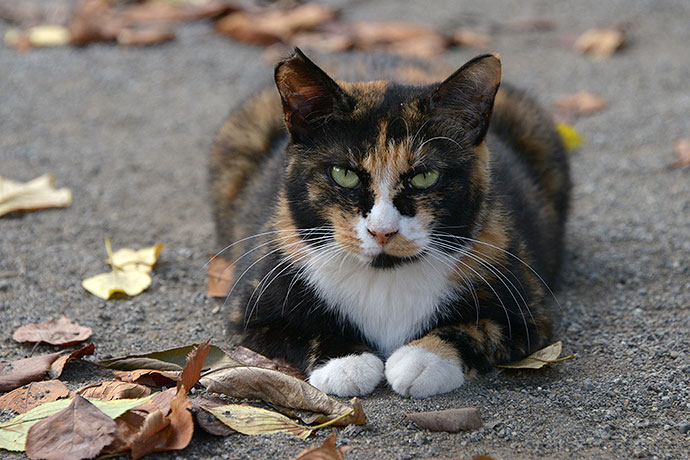 街のねこたち