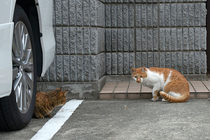 街のねこたち