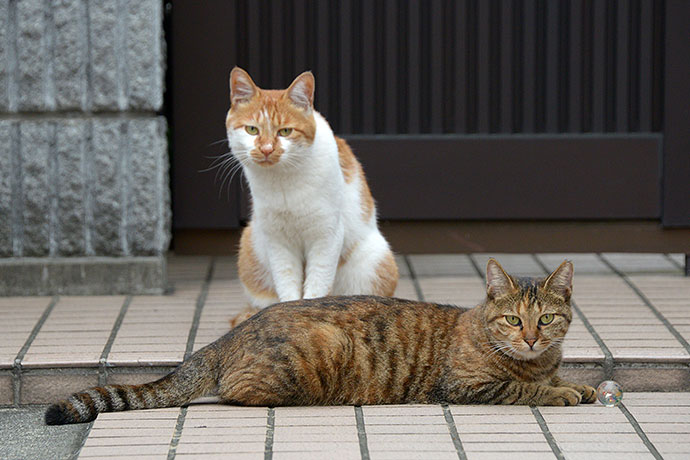 街のねこたち