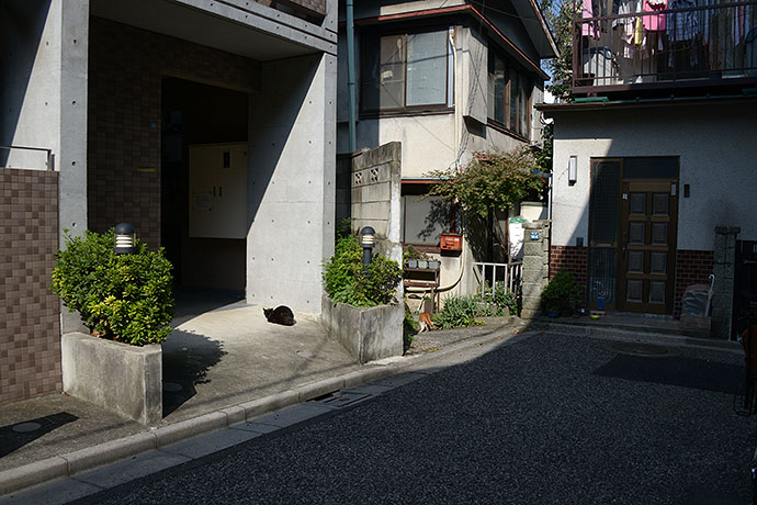 街のねこたち