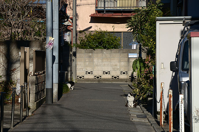 街のねこたち