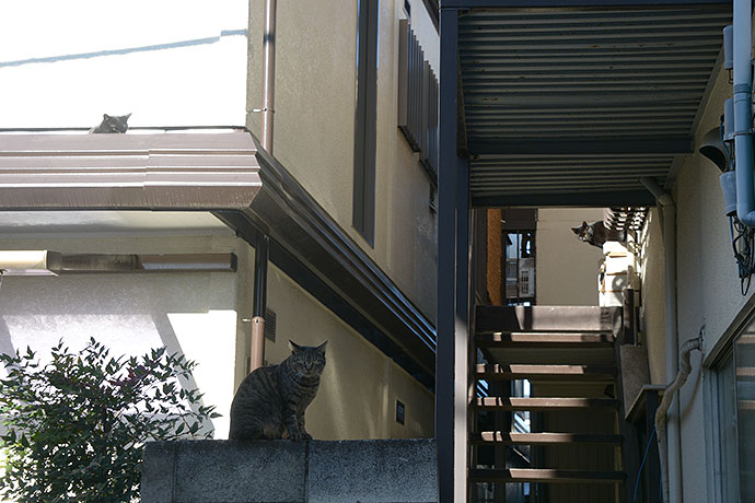 街のねこたち