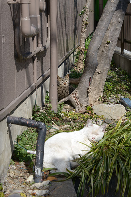 街のねこたち